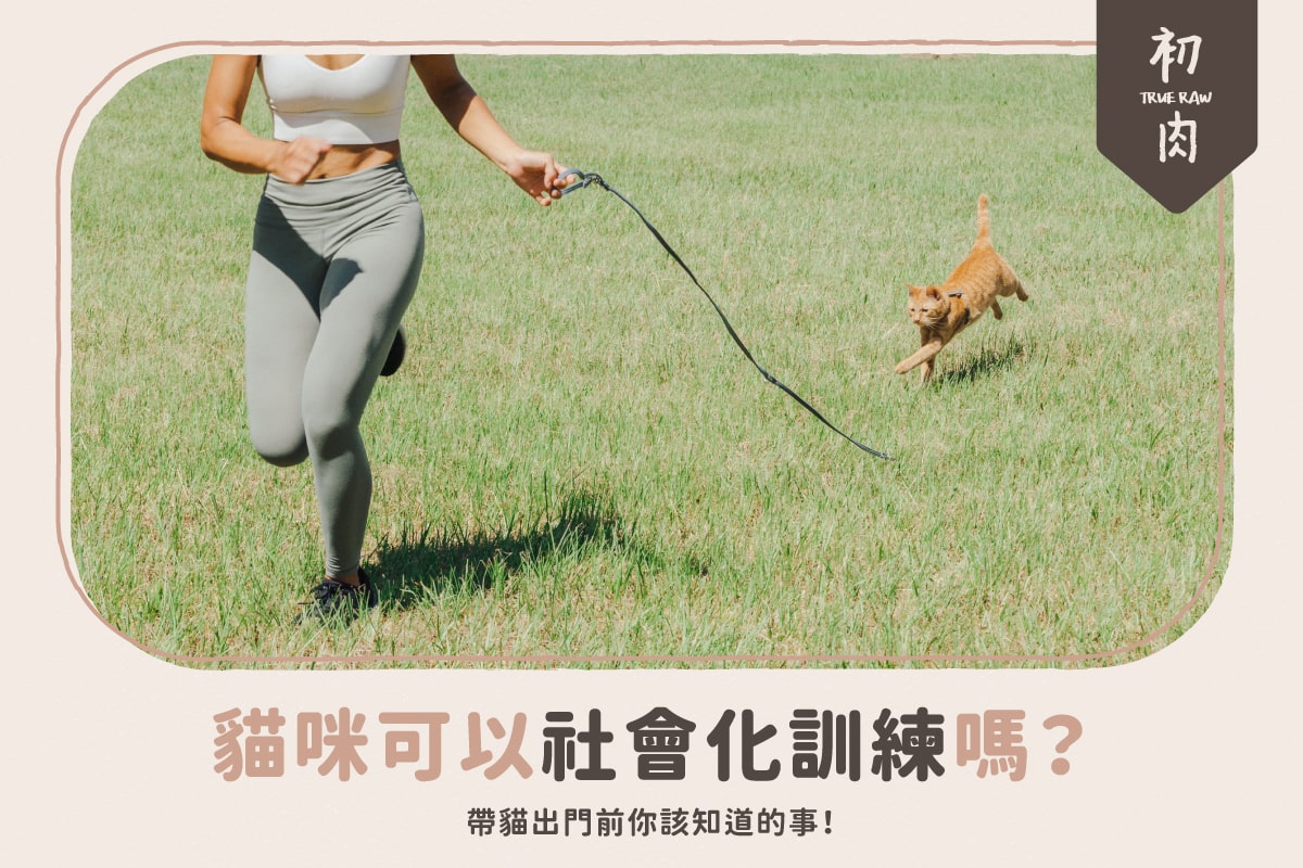 貓咪可以社會化嗎?帶貓出門前你該知道的事