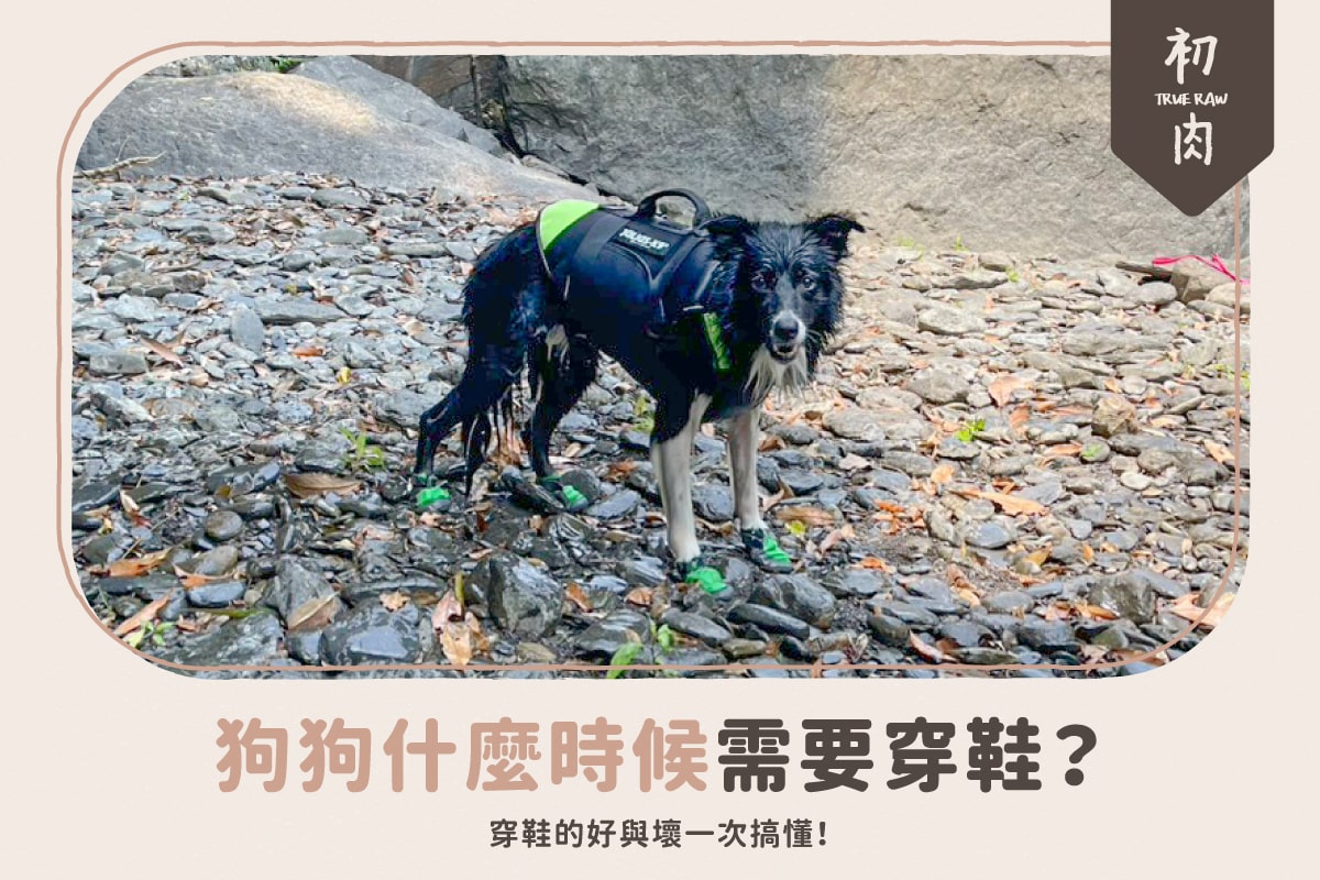 狗狗什麼時候需要穿鞋?穿鞋的好與壞一次搞懂!