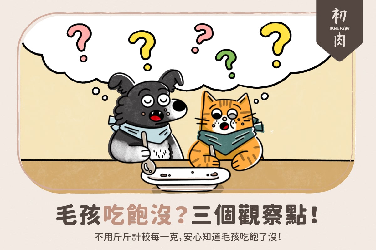 怎麼看毛孩吃飽沒?教你3個簡單觀察點!