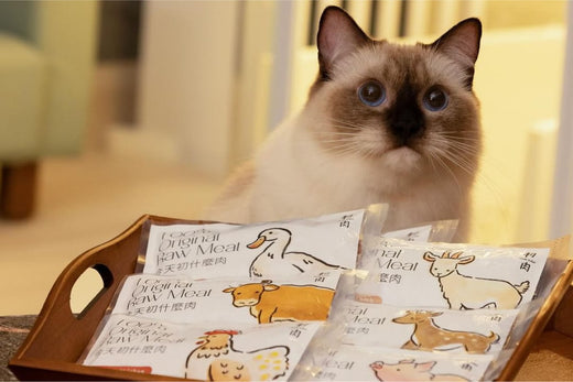 在偶然發現生食的優點後,開始嘗試生食,不但過敏復發減少以及耳垢減少。