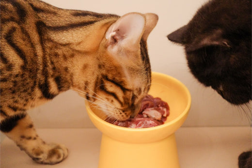 發現生食真的有滿多優點,便便比較不臭、跟毛髮會變得光滑