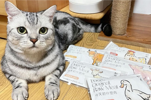 👨🏻🦳:那ㄟ變尬架膩好摸啦?(狂嚕阿裳),事實證明貓咪吃生肉不會變野獸但是阿公會!