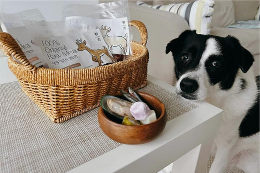 要是只吃飼料,重要的進食體驗變得單一,其實少了很多生活樂趣呀~