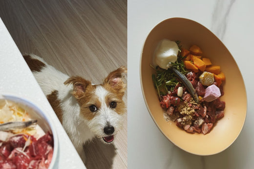 自從轉換到生食後,除了用餐帶來的不同樂趣,狗狗的生活型態也變得更健康🫶。