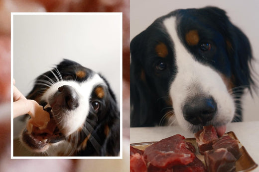 在安全的前提下,我們希望Hinoki能體驗各種不一樣的東西!