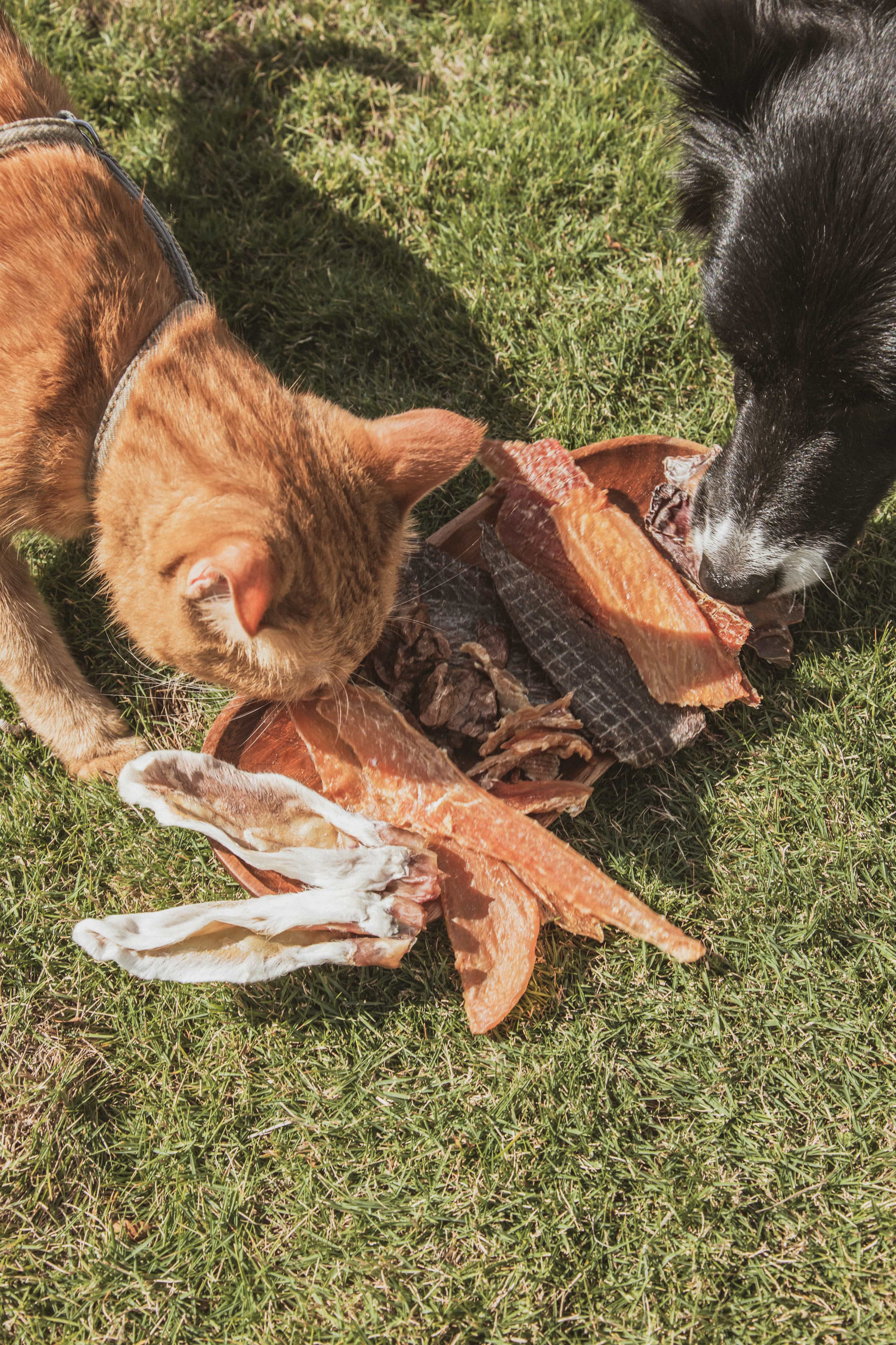 【常溫下單區】今天初什麼|慢烘原肉零嘴