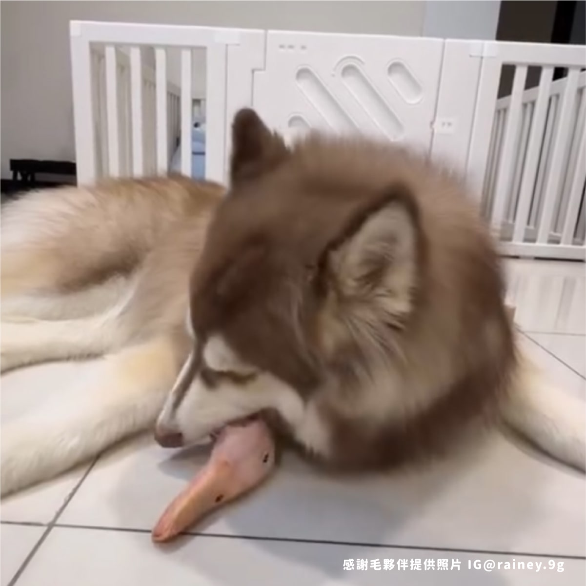 鴨頭殼