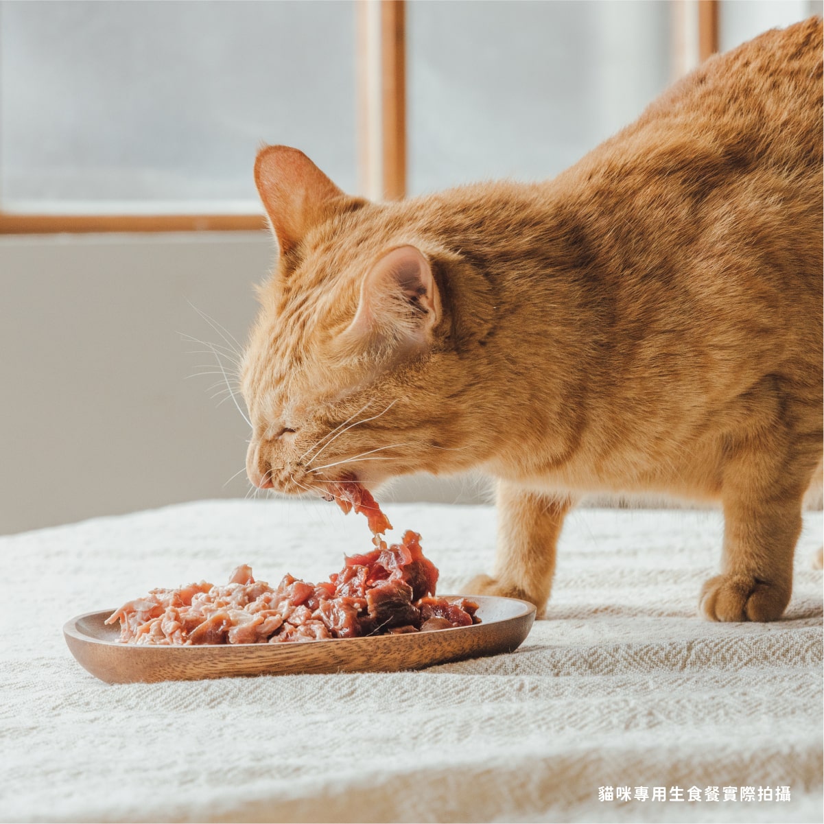 貓用原型生食主餐| 老顧客大量購買-均衡營養優惠組