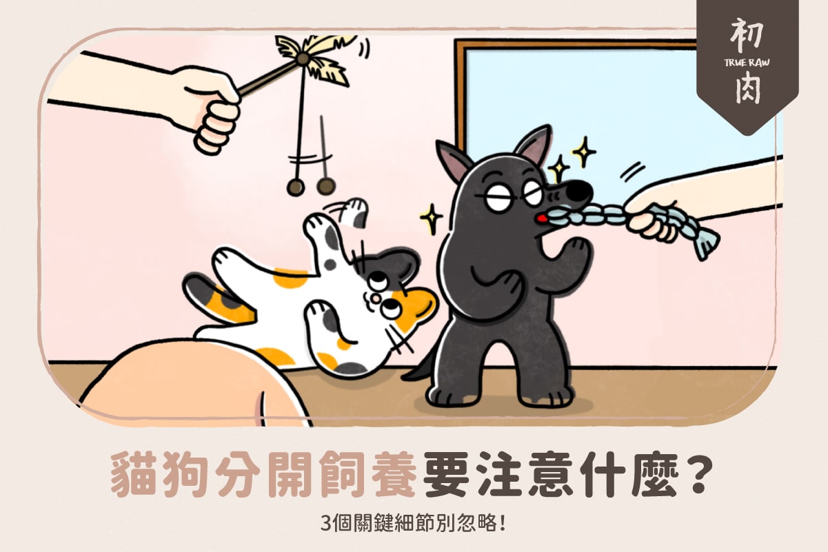 貓狗分開飼養要注意哪些事？3個關鍵細節別忽略！