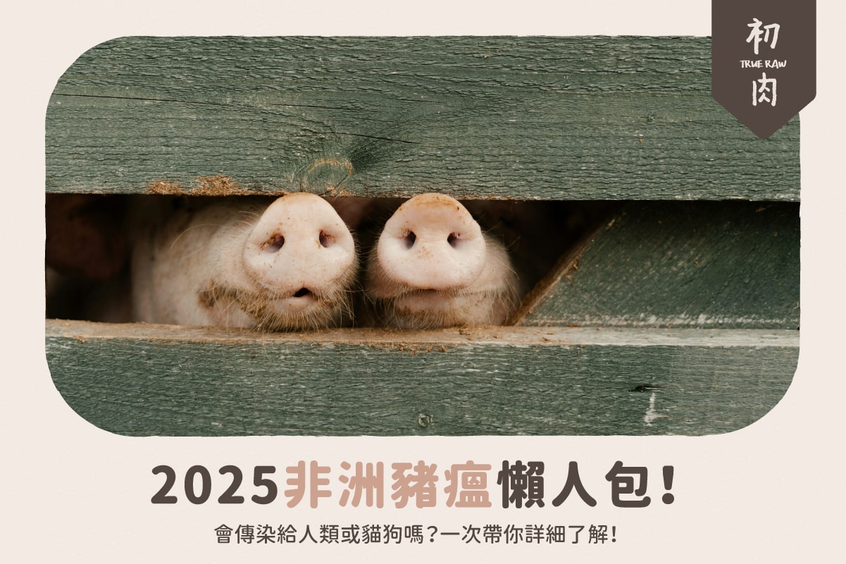2025 非洲豬瘟懶人包｜會傳染給貓狗嗎？