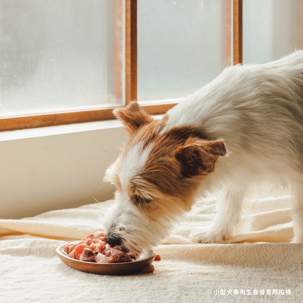 犬用原型生食餐 超商冷凍免運組$999