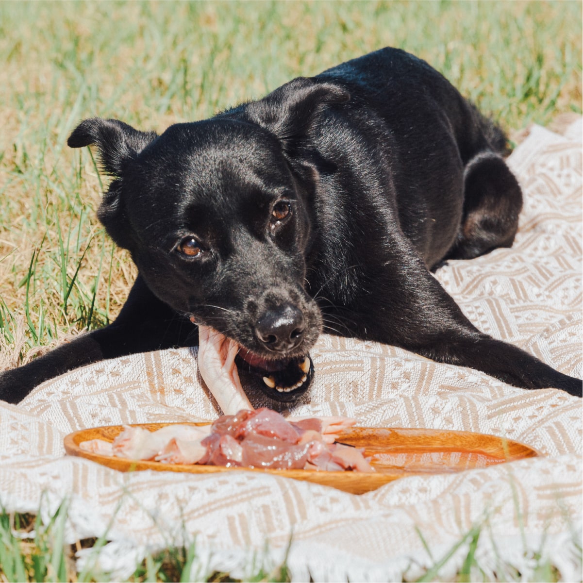 犬用原型生食主餐｜肉來我就初 - 鮮美肥羊